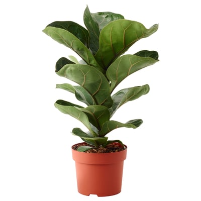 FICUS LYRATA Potted plant, fiddle-leaf fig, 15 cm