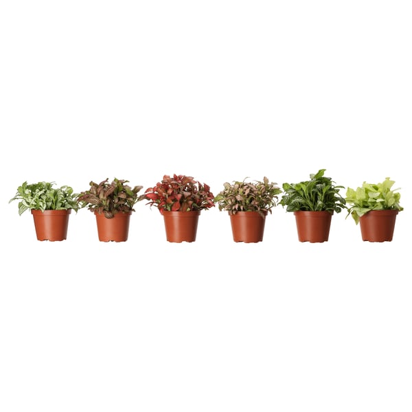 FITTONIA Potted plant, mosaic plant/assorted, 10 cm