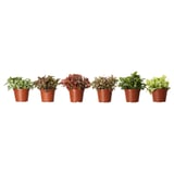 FITTONIA Potted plant, mosaic plant/assorted, 10 cm