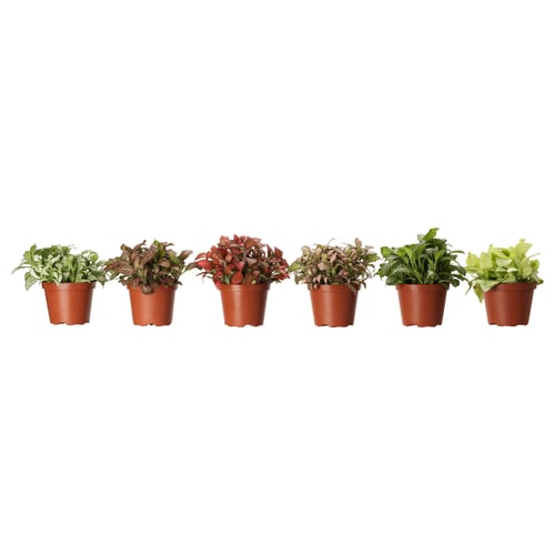 Six potted plants in red plastic containers, arranged in a row, showcasing various shades of green and red foliage.