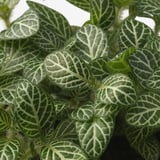 FITTONIA Potted plant, mosaic plant/assorted, 10 cm