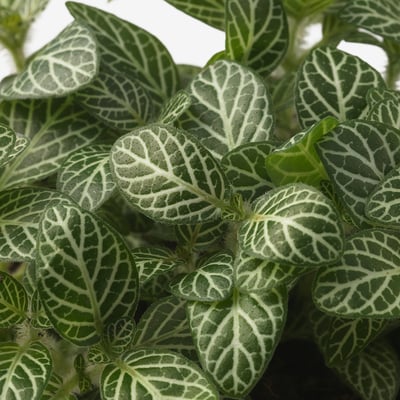 FITTONIA Potted plant, mosaic plant/assorted, 10 cm