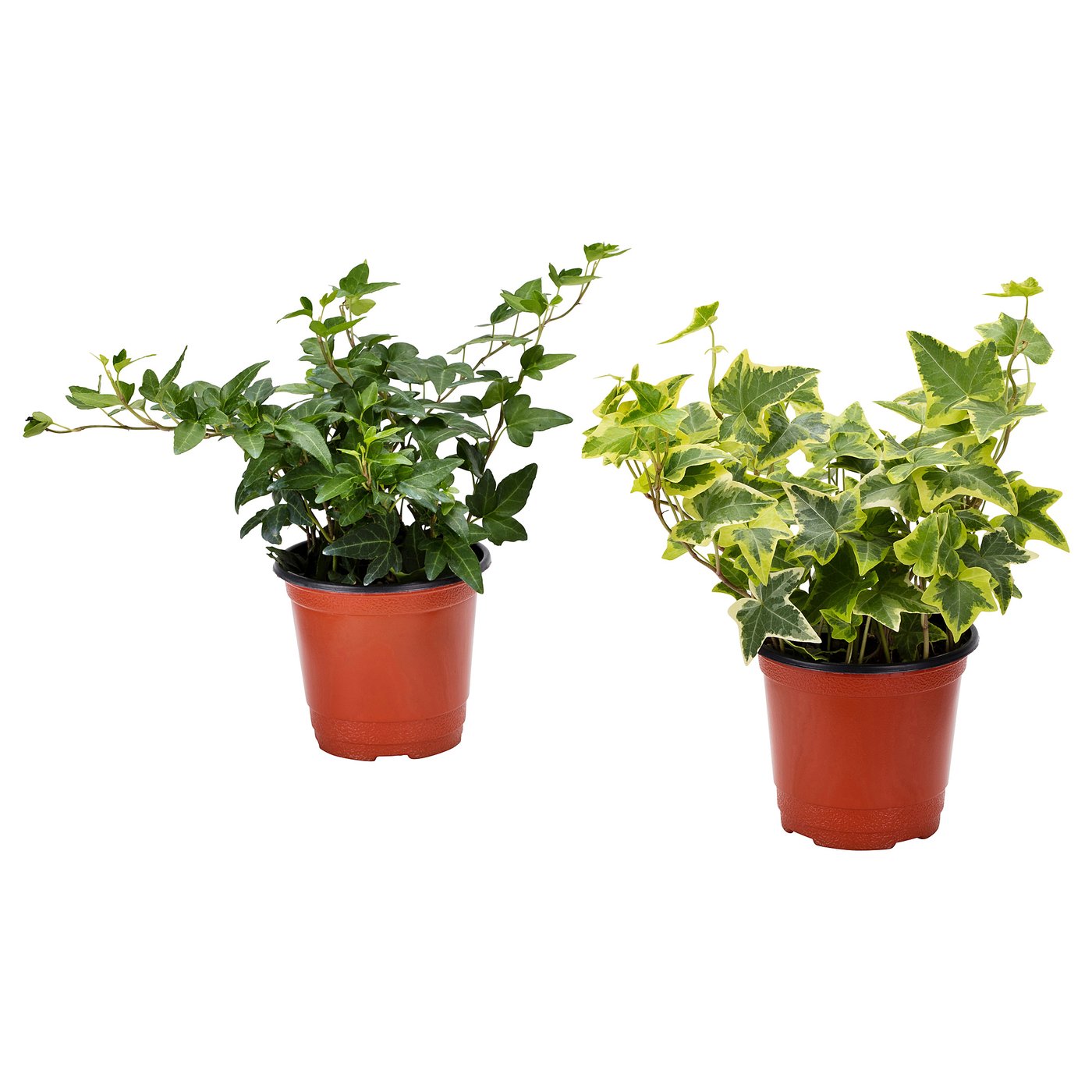 HEDERA HELIX potted plant, Ivy/assorted, 10 cm IKEA