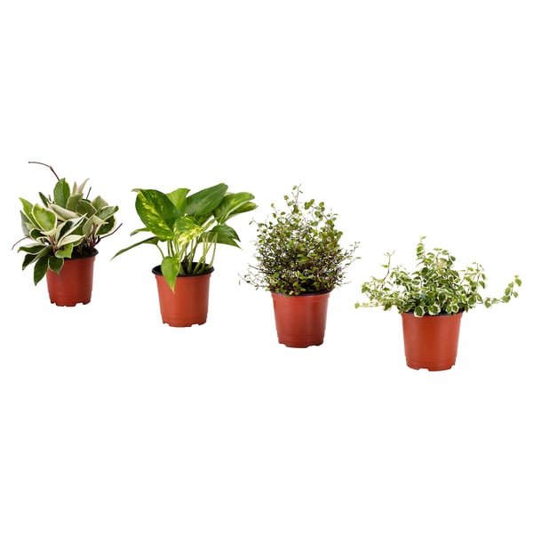 HIMALAYAMIX Potted plant, assorted plants with foliage, 10 cm