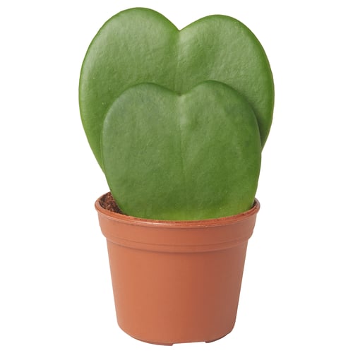 Orange-potted hoya kerrie with heart-shaped leaves.