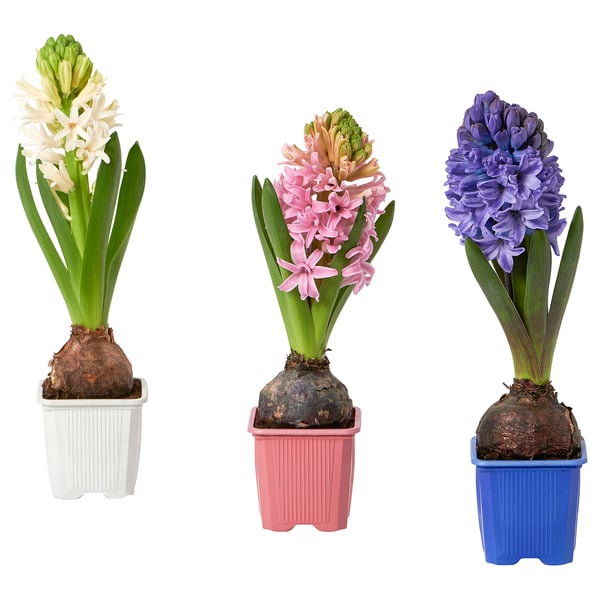 HYACINTHUS Potted plant, Hyacinth/assorted colours, 9 cm