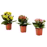 KALANCHOE Potted plant, Flaming Katy assorted, 10 cm