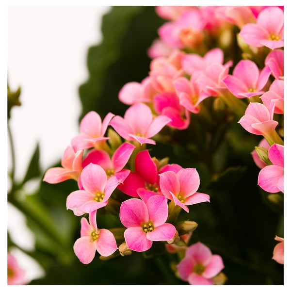 KALANCHOE Potted plant, Flaming Katy assorted, 10 cm