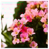 KALANCHOE Potted plant, Flaming Katy assorted, 10 cm