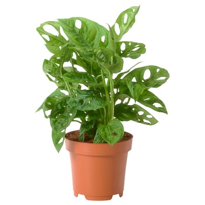 MONSTERA ADANSONII Potted plant, 10 cm