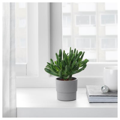 NYPON Plant pot, in/outdoor grey, 6 cm