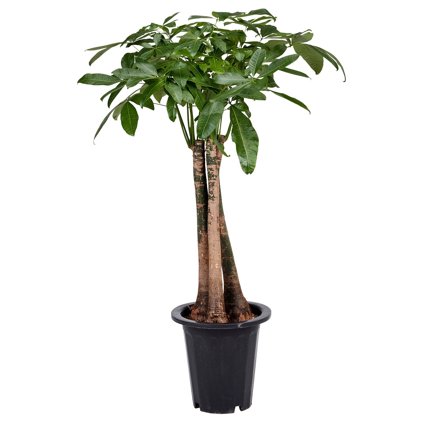 PACHIRA AQUATICA Potted plant, Guinea chestnut, 34 cm IKEA