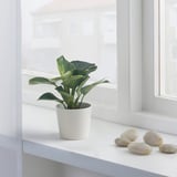 PHILODENDRON ”BIRKIN” Potted plant, Philodendron, 11 cm