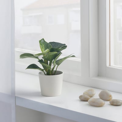 PHILODENDRON ”BIRKIN” Potted plant, Philodendron, 11 cm