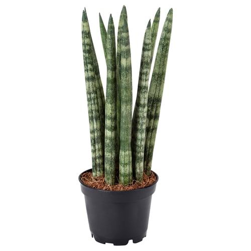 Potted SANSEVIERIA CYLINDRICA plant with tall, green, cylindrical leaves.