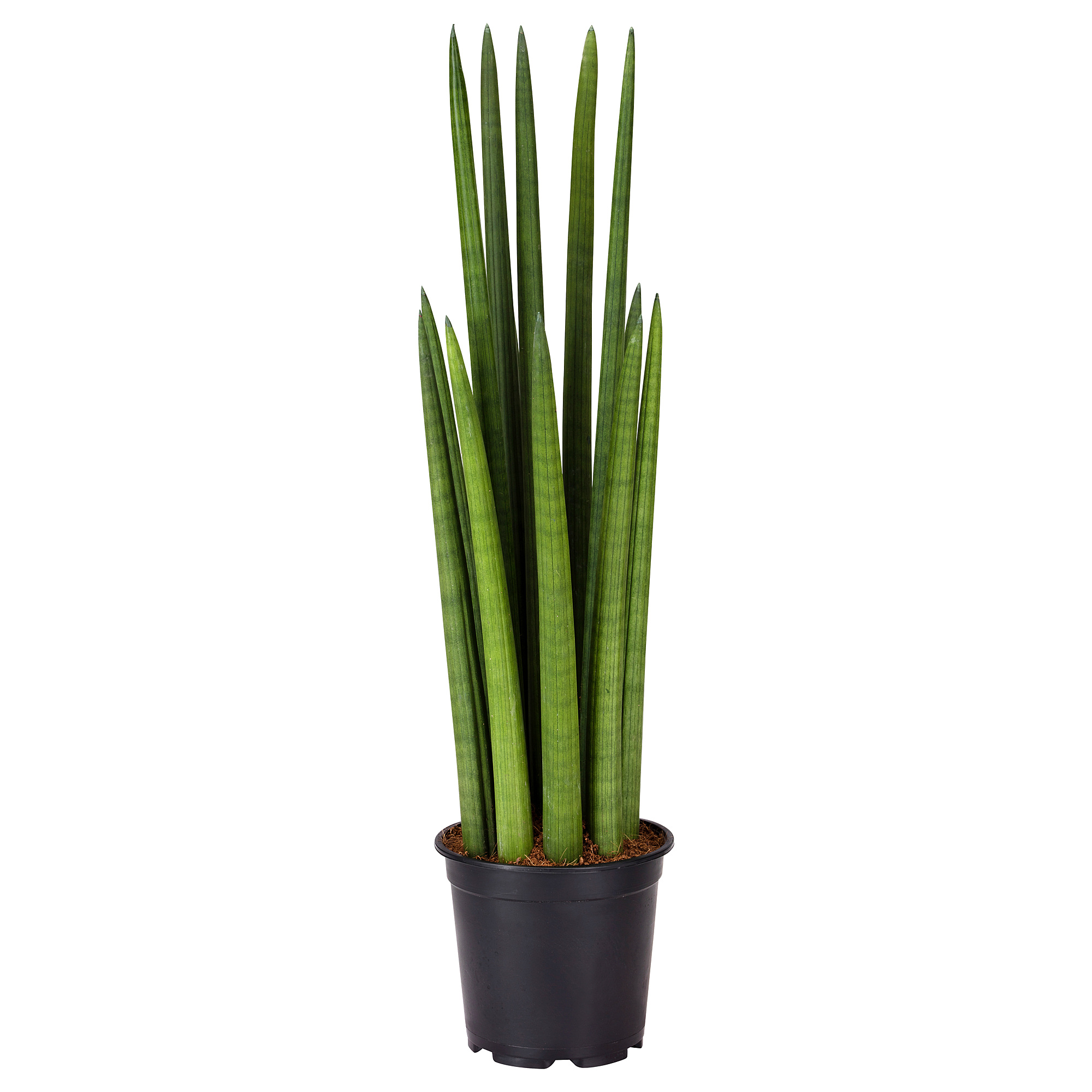 SANSEVIERIA CYLINDRICA Potted plant, Snake plant, 17 cm IKEA