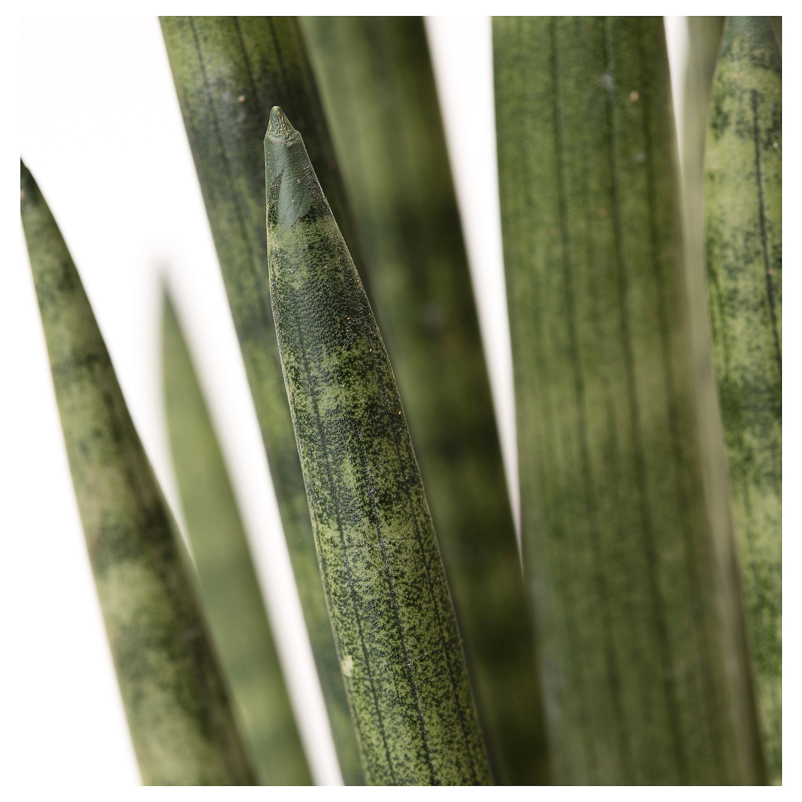 SANSEVIERIA CYLINDRICA Potted plant, Snake plant, 17 cm IKEA
