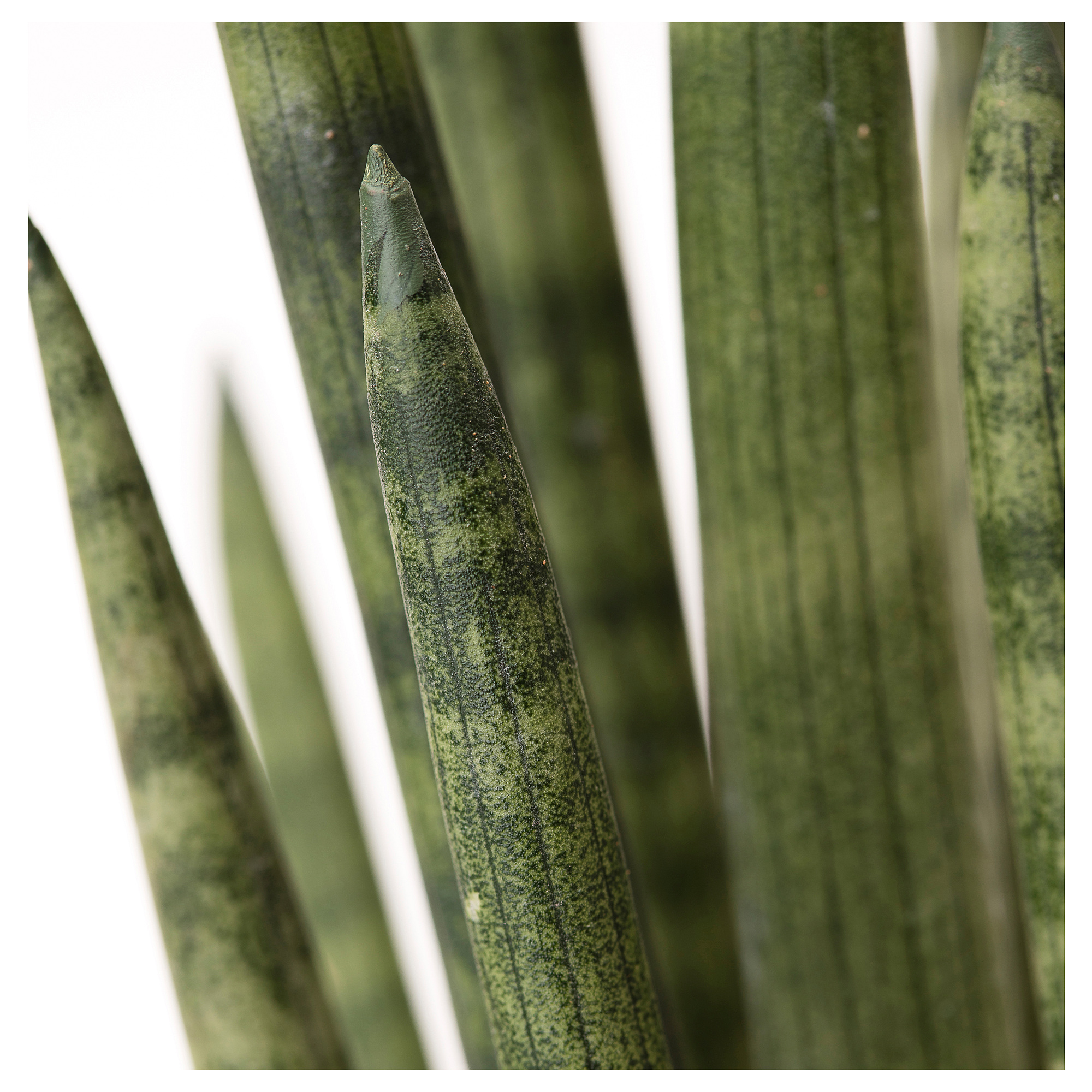 SANSEVIERIA CYLINDRICA Potted plant, Snake plant, 17 cm IKEA