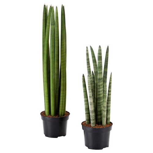 Two potted snake plants, tall and upright, dark green with light grey patterns, in black plastic pots.