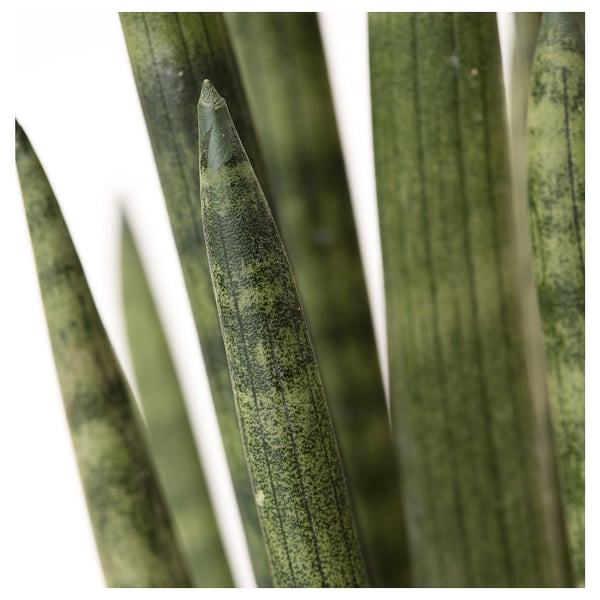 SANSEVIERIA Potted plant, assorted, 11 cm
