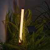 Solar-powered outdoor light illuminates among green ferns.