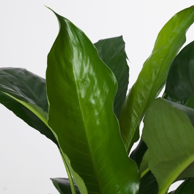 SPATHIPHYLLUM Potted plant, Peace lily, 10 cm