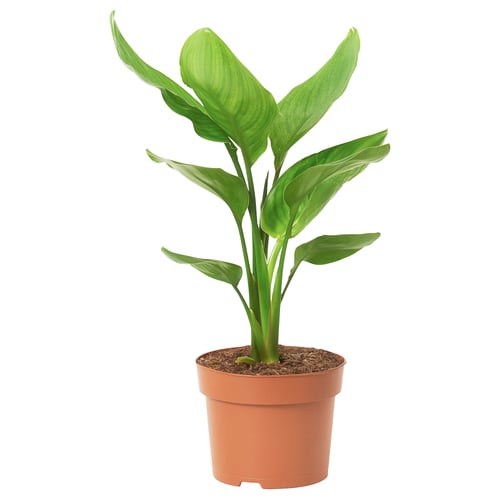 Strelitzia regiae plant in brown plastic pot. Six green, elongated leaves rising from central stem, set against white background.