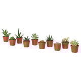 SUCCULENT Potted plant, assorted/Succulent, 6 cm