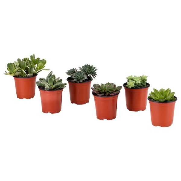 Succulent Potted Plant Assorted 9 Cm Ikea