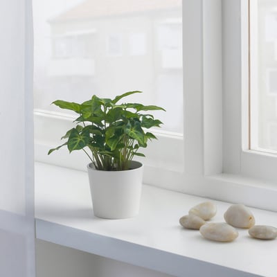 SYNGONIUM PODOPHYLLUM Potted plant, arrowhead vine, 10 cm