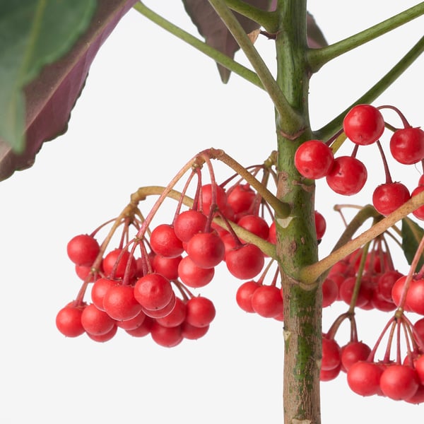 ARDISIA CRENATA 아르디시아 크레나타 식물, 크리스마스 베리, 10 cm