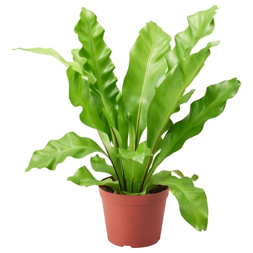 ASPLENIUM ANTIQUUM 아스플레니움 안티크붐 식물, 파초일엽, 15 cm