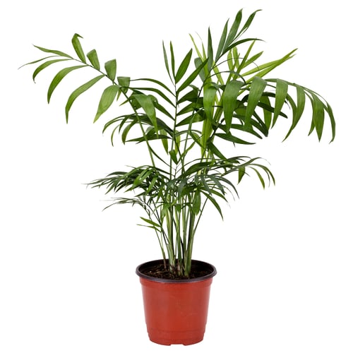CHAMAEDOREA ELEGANS 샤마에도레아 엘레간스 식물, 테이블야자, 10 cm