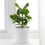 CLUSIA 클루시아 식물, 클루시아, 15 cm