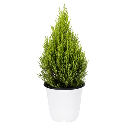 CUPRESSUS MACROCARPA 쿠프레수스 마크로카르파 식물, 사이프러스, 15 cm