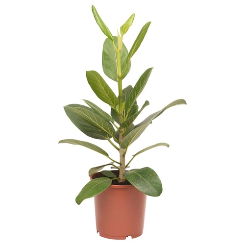 FICUS BENGHALENSIS 피쿠스 벵할렌시스 식물, 뱅갈고무나무, 21 cm