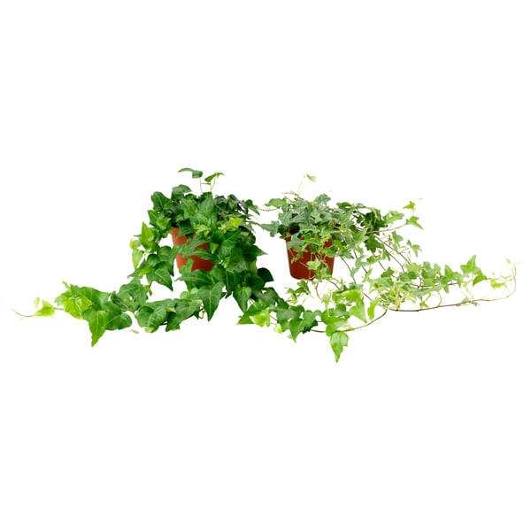 HEDERA HELIX 헤데라 헬릭스 식물, 아이비/다양, 10 cm