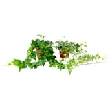 HEDERA HELIX 헤데라 헬릭스 식물, 아이비/다양, 10 cm