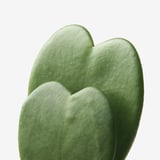 HOYA KERRII 호위아 셰리 식물, 호야케리, 6 cm