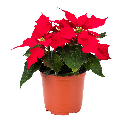 POINSETTIA 포인세티아 식물 IKEA