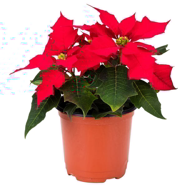 POINSETTIA 포인세티아 식물, 포인세티아 레드, 10 cm