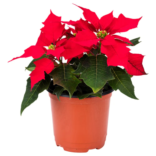 POINSETTIA 포인세티아 식물, 포인세티아 레드, 10 cm