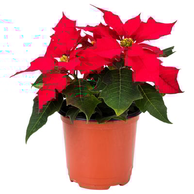 POINSETTIA 포인세티아 식물, 포인세티아 레드, 10 cm