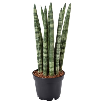 SANSEVIERIA CYLINDRICA 산세비에리아 쉴린드리카 식물, 다양/원통 산세베리아, 6 cm