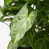 SYNGONIUM PODOPHYLLUM 싱고니움 포도필룸 식물, 애로우헤드 바인, 10 cm