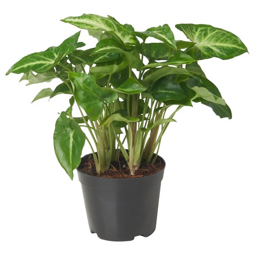 SYNGONIUM PODOPHYLLUM 싱고니움 포도필룸 식물, 애로우헤드 바인, 10 cm