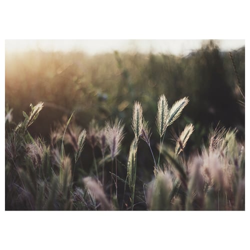 BJÖRKSTA canvas, nature scene with grasses, warm sun rays, green hues.
