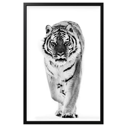 Black and white framed a tiger walking forward on a plain background.