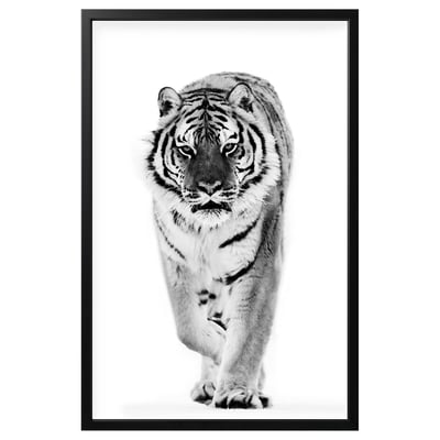 Black and white framed a tiger walking forward on a plain background.