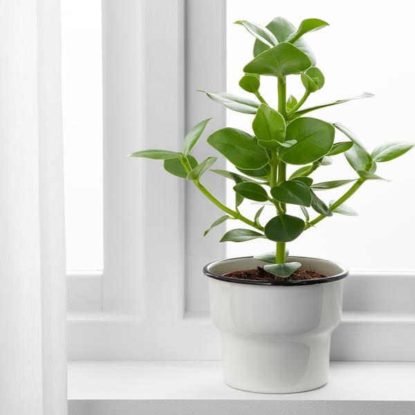 Citronsyra آنية نباتات داخلي خارجي أبيض 12 سم Ikea